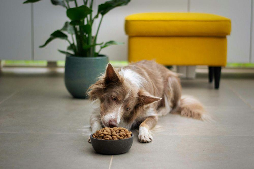 7 Rekomendasi Makanan Anjing Terbaik, Nutrisi Anabul Terpenuhi!