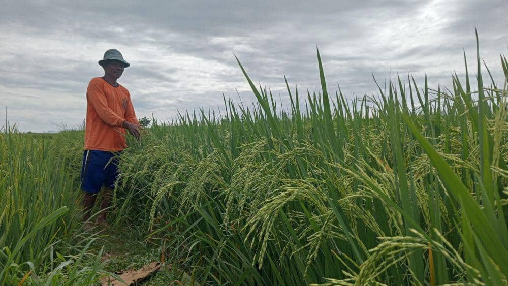 Produksi Padi di Magetan 2023 Diklaim Stabil Meski Lahan Menyusut
