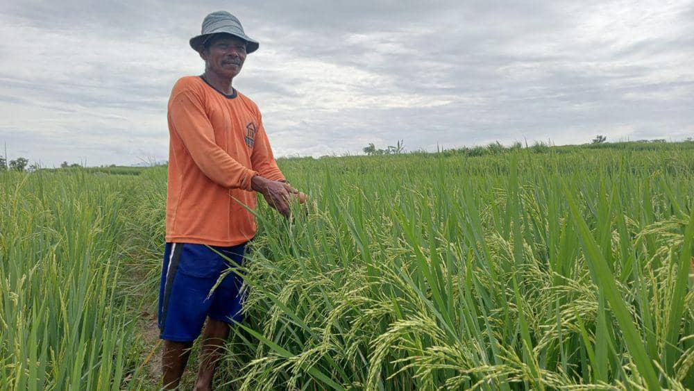 Senen (55) salah satu petani di Desa Pragak Kecamatan Parang Magetan menunjukkan tanaman padinya yang 3 Minggu lagi panen. IDN Times/ Riyanto
