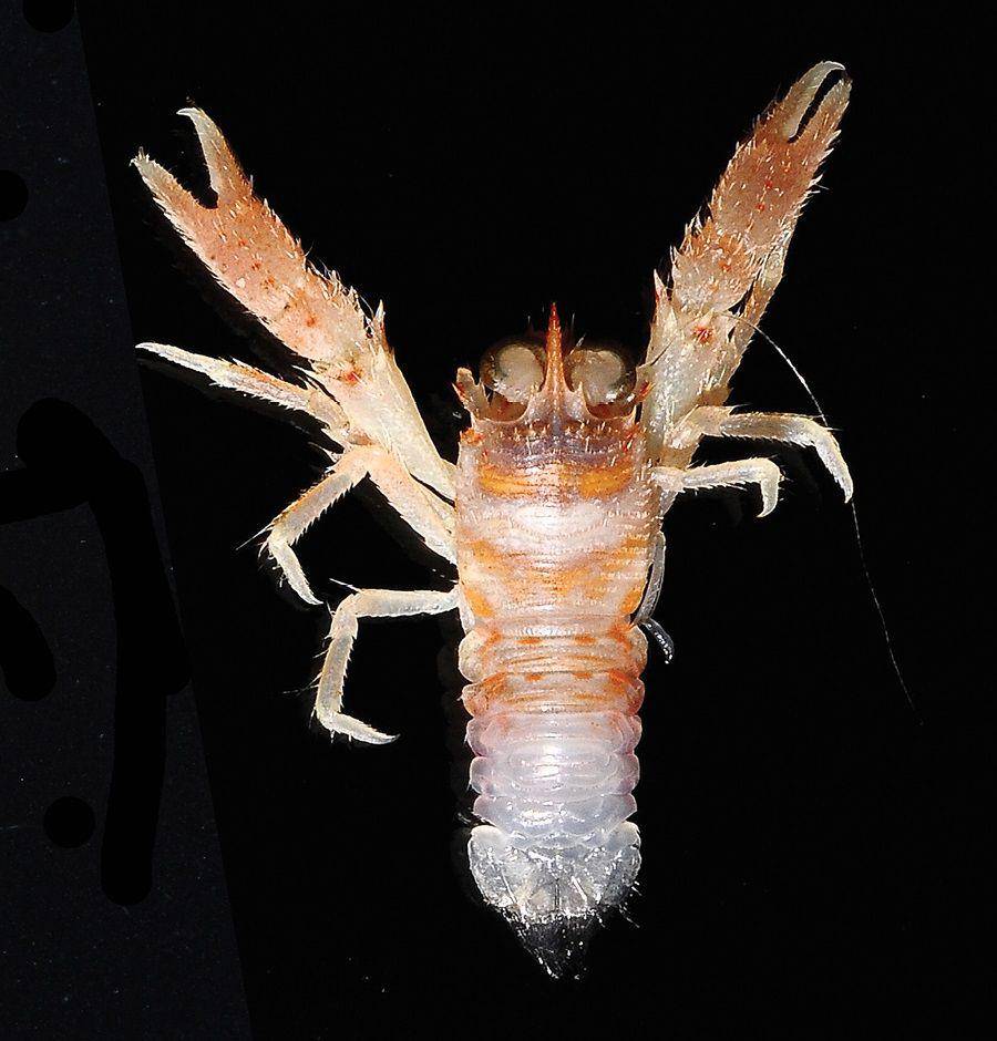Trapezionida pulex (zookeys.pensoft.net)