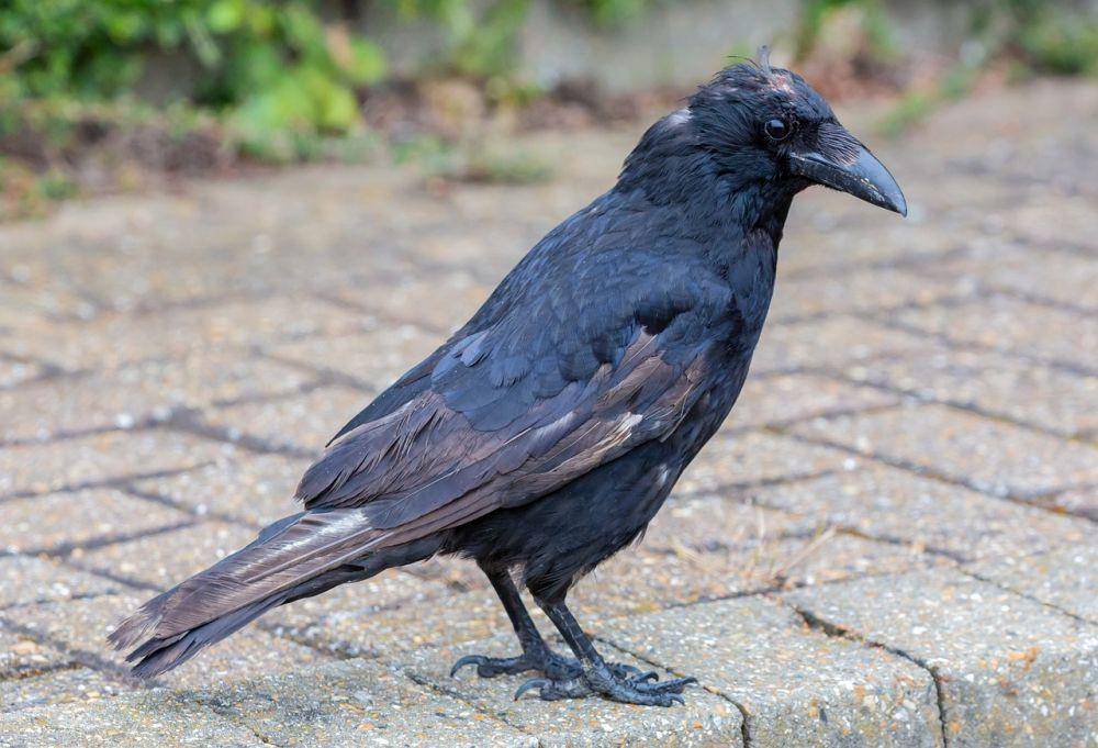 ilustrasi burung gagak (pixabay.com/Kev)