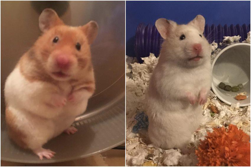 10 Foto Kocak Hamster Lagi Bingung, Gemas dan Bikin Ngakak