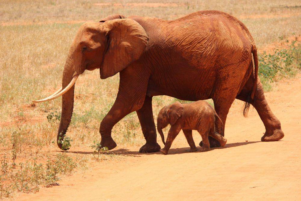 ilustrasi gajah afrika (pexels.com/Pixabay)