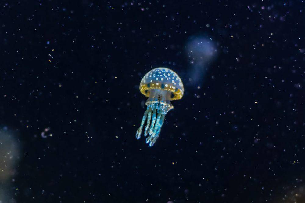 ilustrasi pemangsa dalam laut (pexels.com/zetong-li)