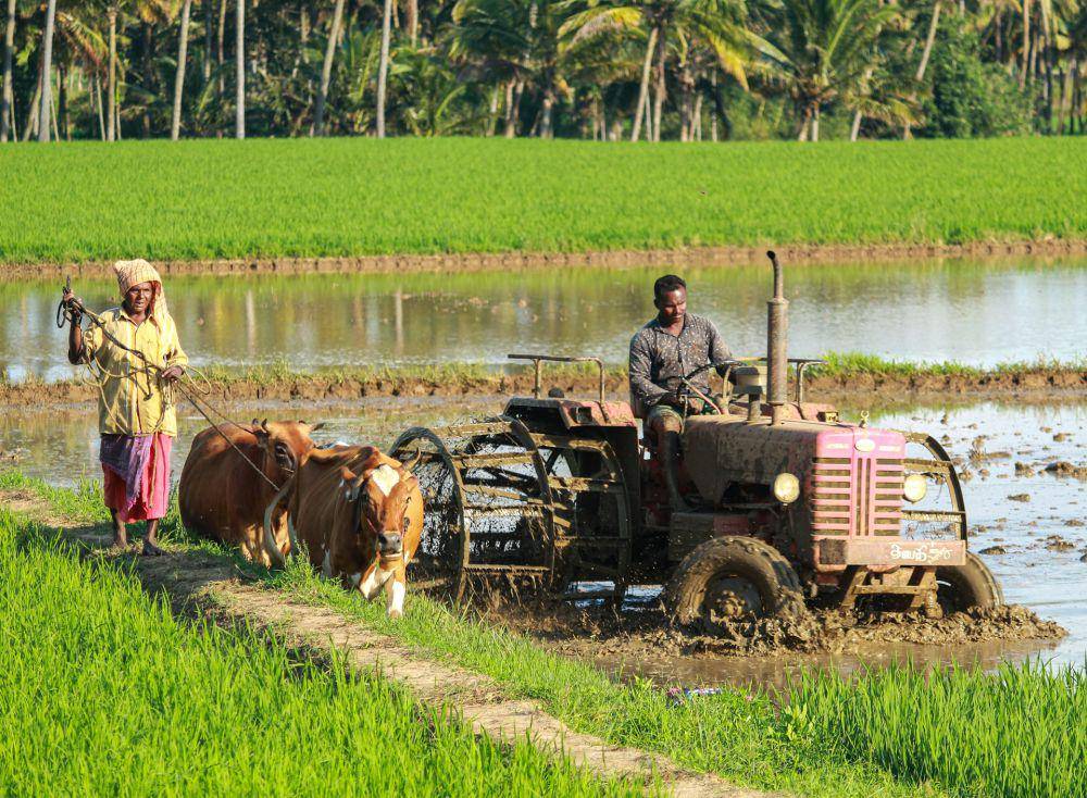 ilustrasi membajak sawah (unplash.com/Rajesh Ram)