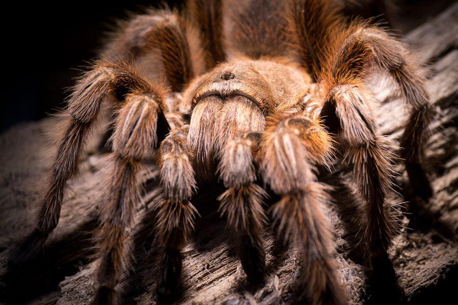 Ternyata Bulu Tarantula Mempunyai Fungsi, Apa Saja?