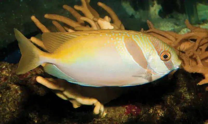 5 Fakta Menarik Ikan Baronang, Mengubah Warna Tubuh ketika Terancam!