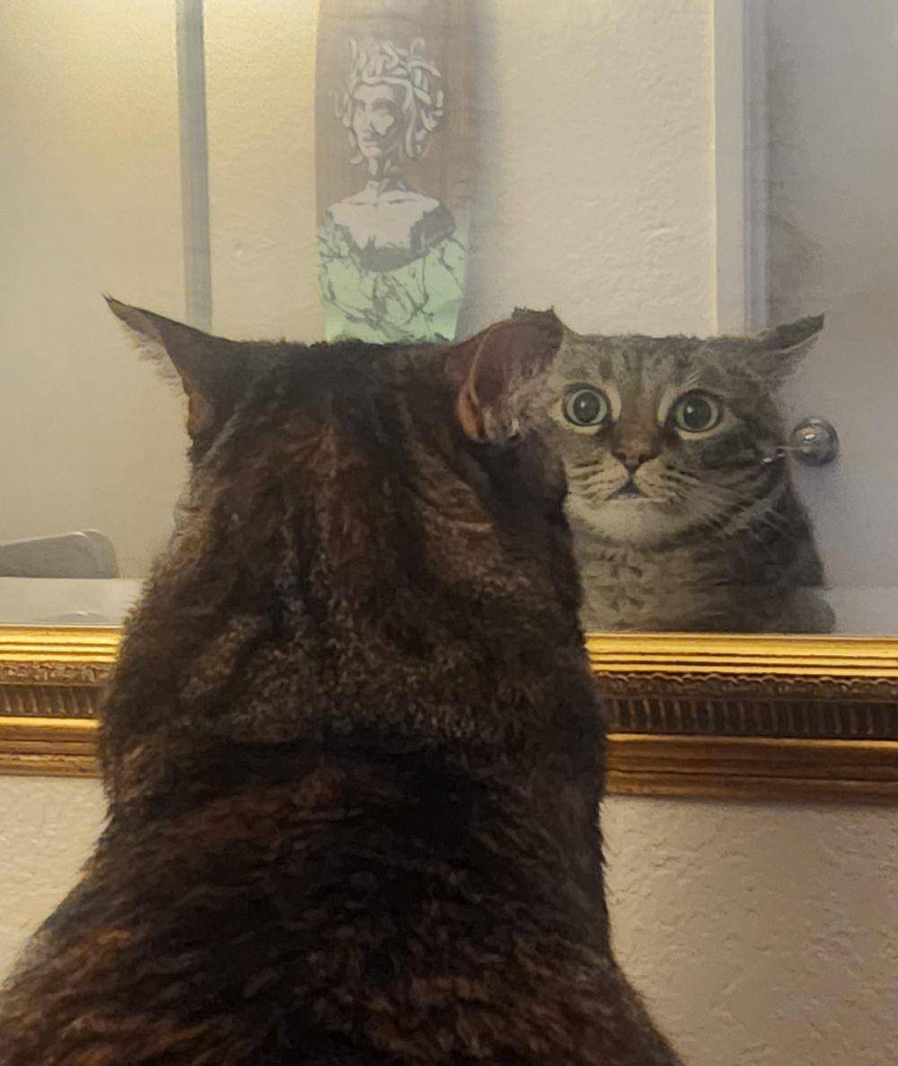 potret lucu kucing sedang ketakutan (reddit.com/user/_Cartizard)