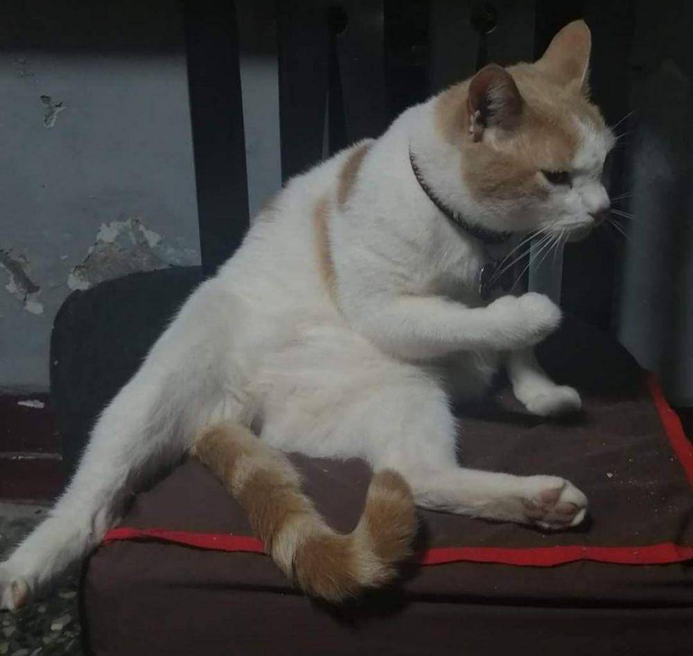 potret anabul lagi marah dan ngambek (reddit.com/user/NessHottie25)