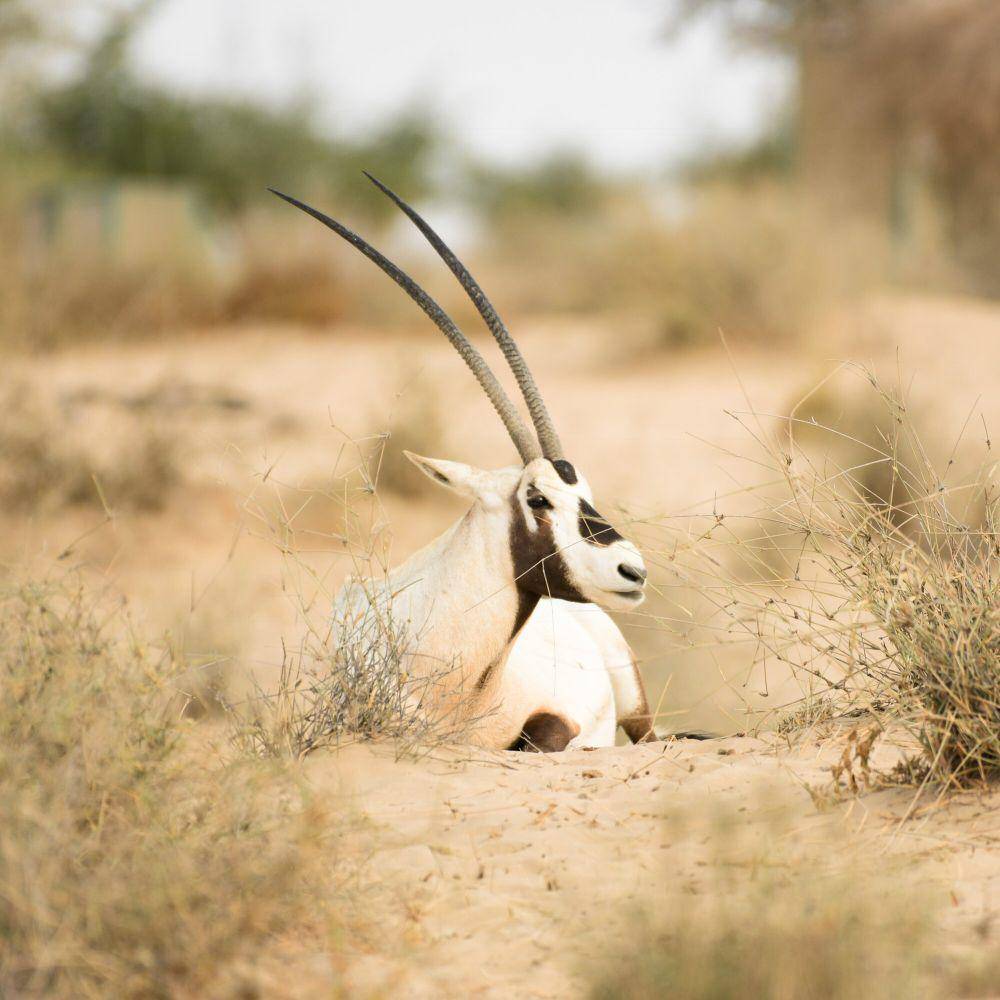 Oryx arab (commons.m.wikimedia.org/Ahmad Al Awadhi 7)