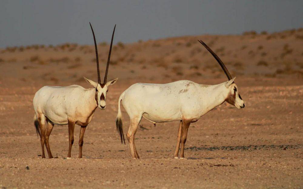 Oryx arab (commons.m.wikimedia.org/Mohammed Abdul Haris
