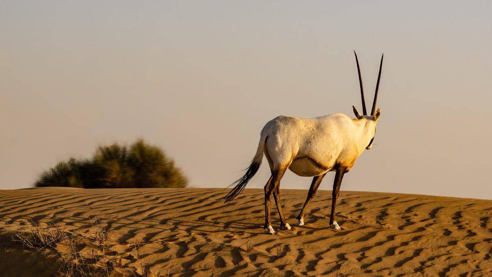 Oryx arab (commons.m.wikimedia.org/Shiva Shenoy)