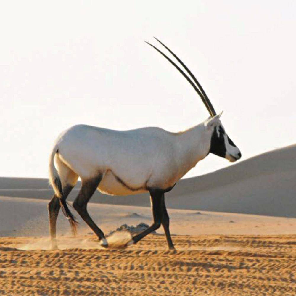 Oryx arab (commons.m.wikimedia.org/Western Region)
