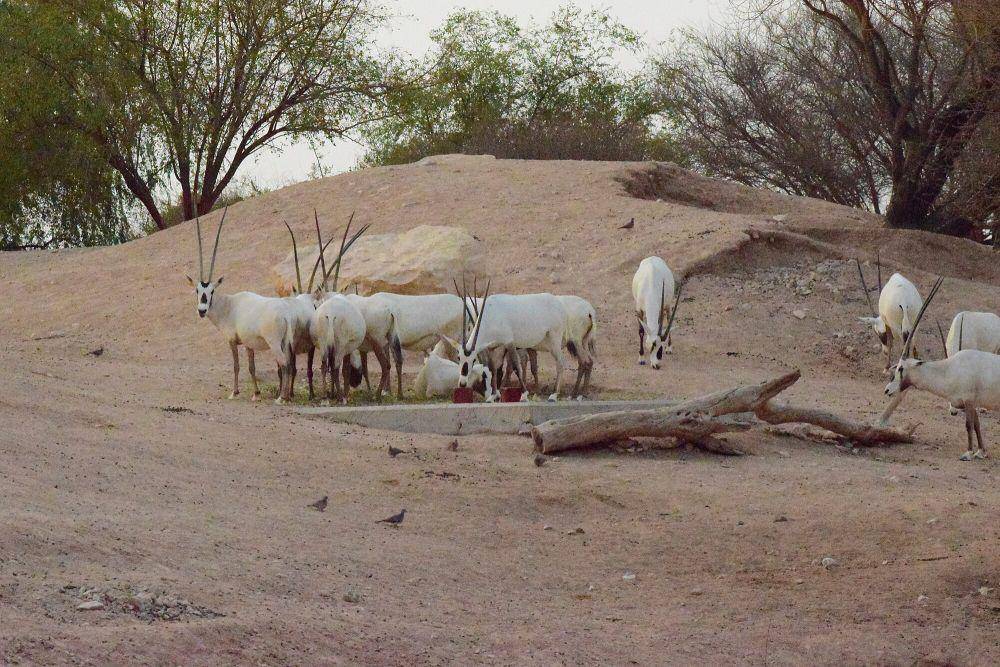 Oryx arab (commons.m.wikimedia.org/Wajhuallah)