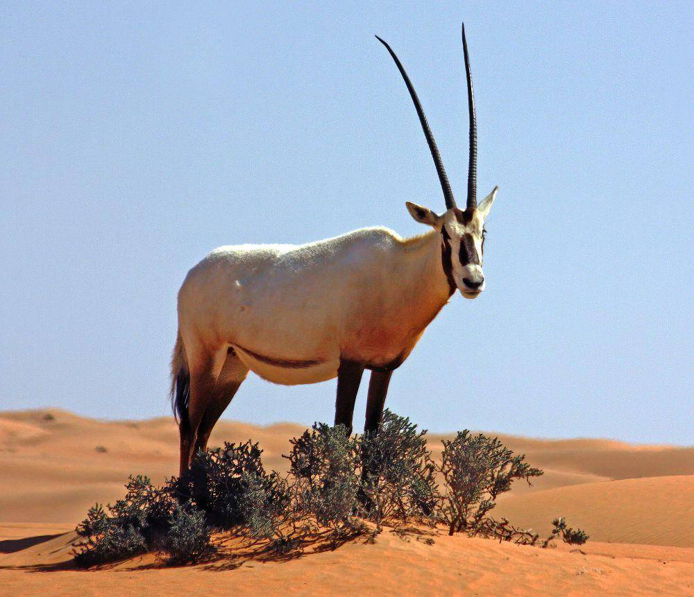 Oryx arab (commons.m.wikimedia.org/Charles J. Sharp)