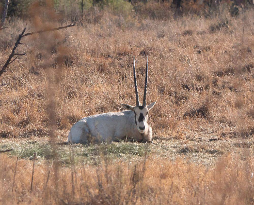 Oryx arab (commons.m.wikimedia.org/Jay Galvin)