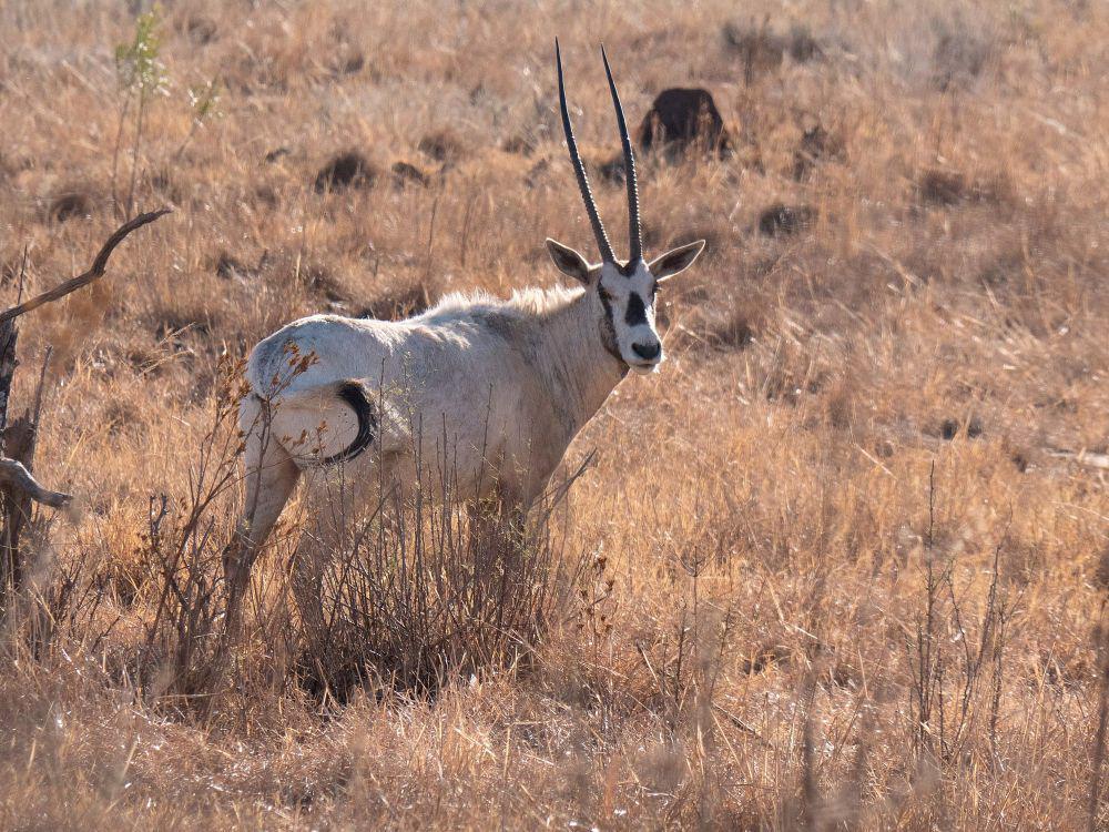 8 Fakta Unik Oryx Arab, Antelop yang Pernah Punah di Alam Liar!