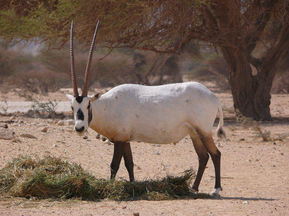 Oryx arab (commons.m.wikimedia.org/Math Knight)