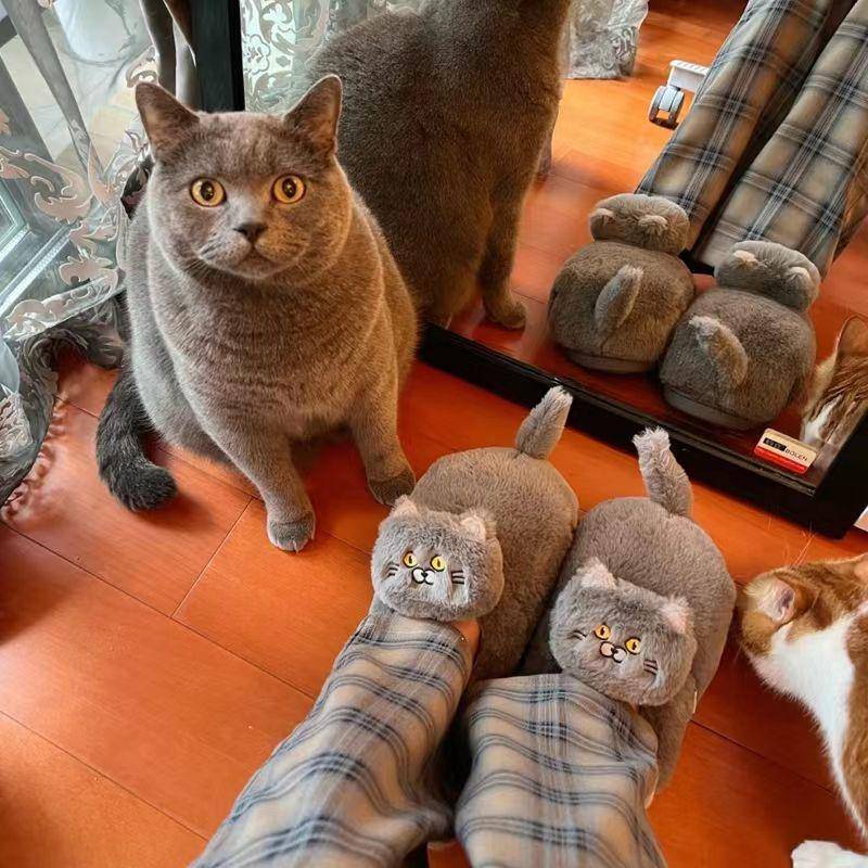 potret lucu kucing sedang ketakutan (reddit.com/user/Wasea3399)