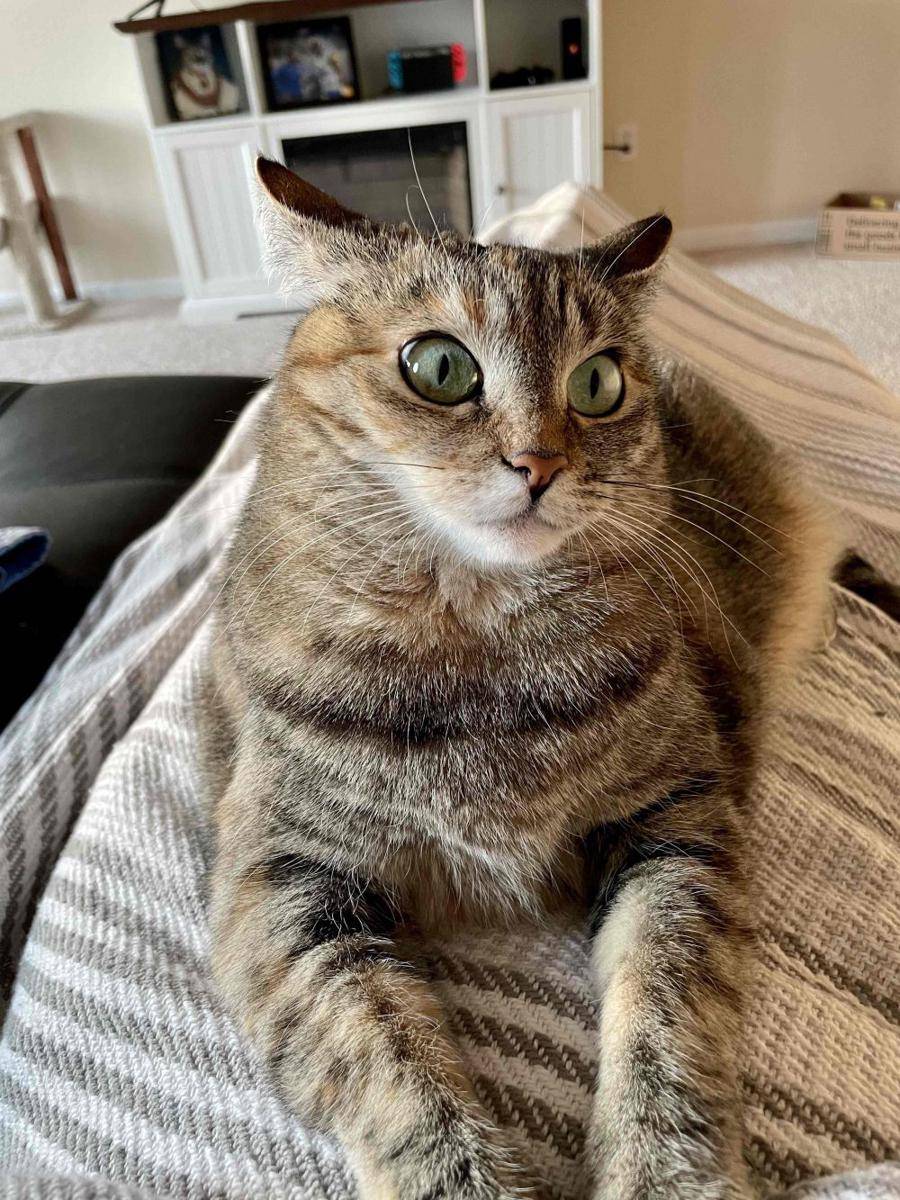 potret lucu kucing sedang ketakutan (reddit.com/r/cats)