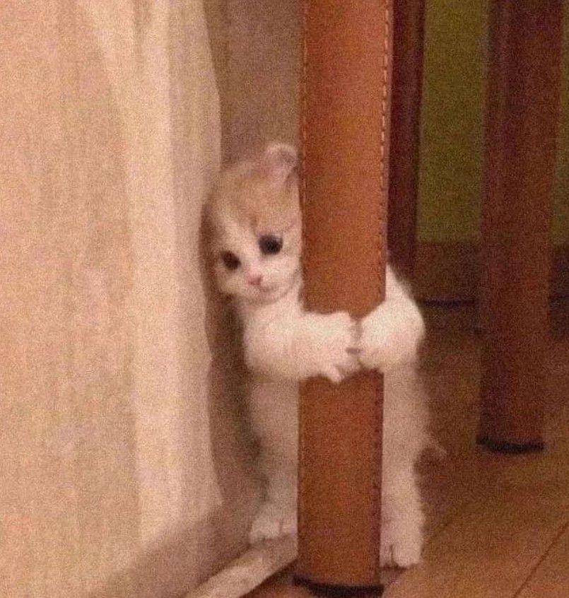potret lucu kucing sedang ketakutan (reddit.com/user/guiltyscenario_91)
