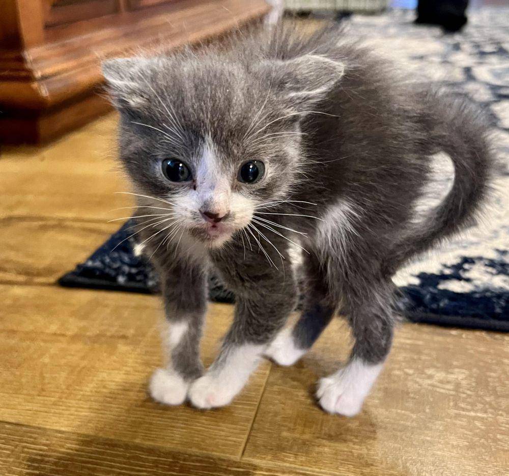 potret lucu kucing sedang ketakutan (reddit.com/user/lolitakittens)
