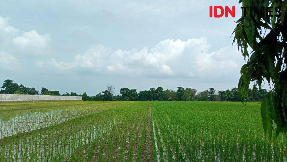 Inin Nastain/ hamparan sawah dengan pagar beton