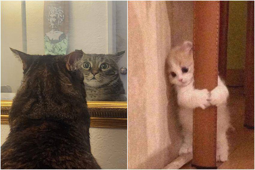 kolase potret lucu kucing sedang ketakutan (reddit.com/user/_Cartizard | reddit.com/user/guiltyscenario_91)