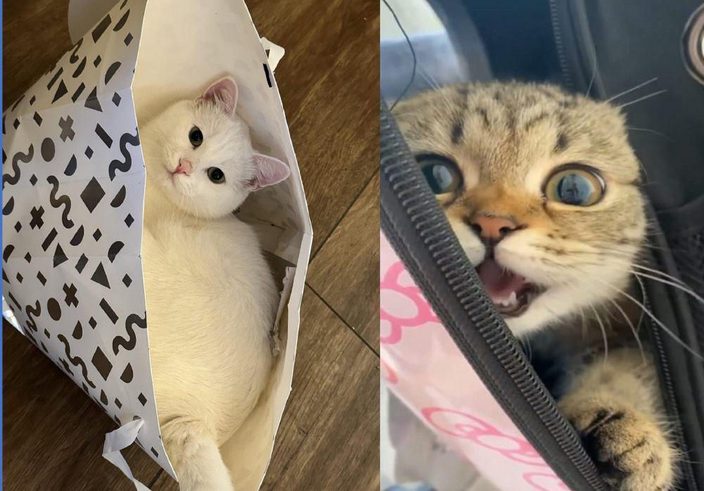 10 Potret Lucu Kucing Masuk ke Dalam Tas, Sangat Menggemaskan