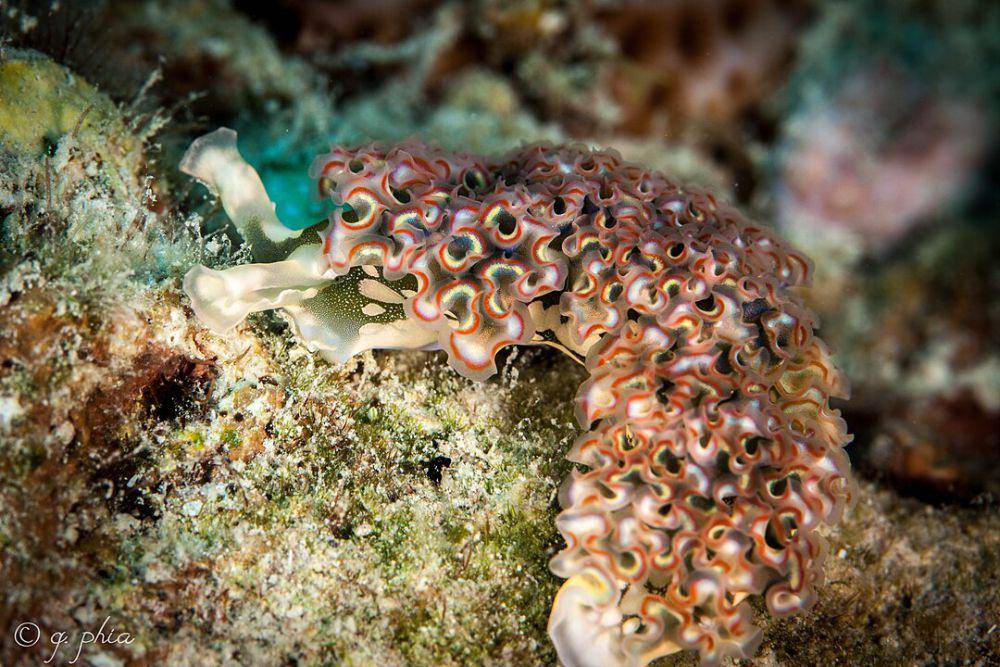 ilustrasi siput laut selada (Wikimedia.org/Q Phia)