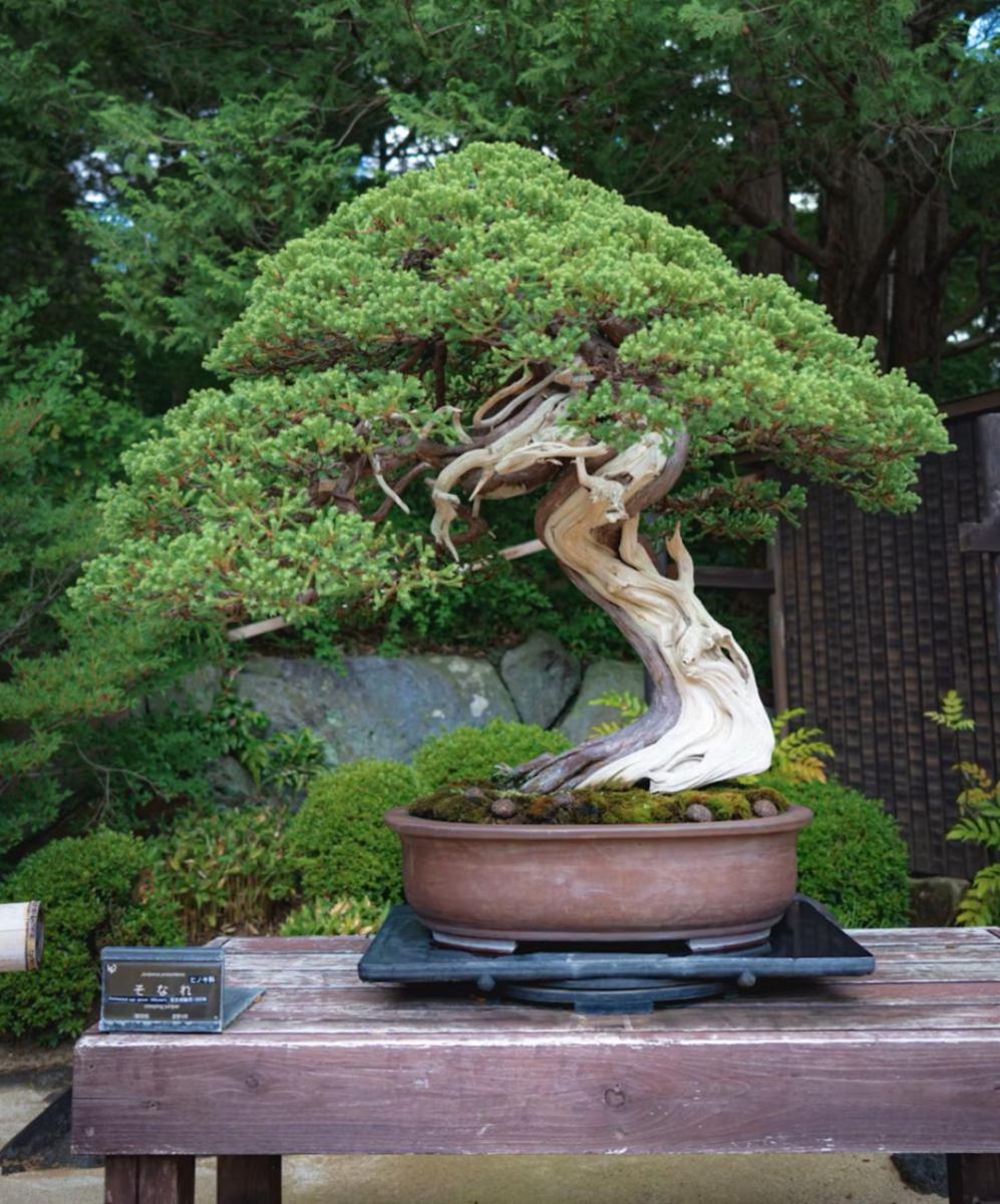 pohon bonsai (unsplash.com/S. Tsuchiya)