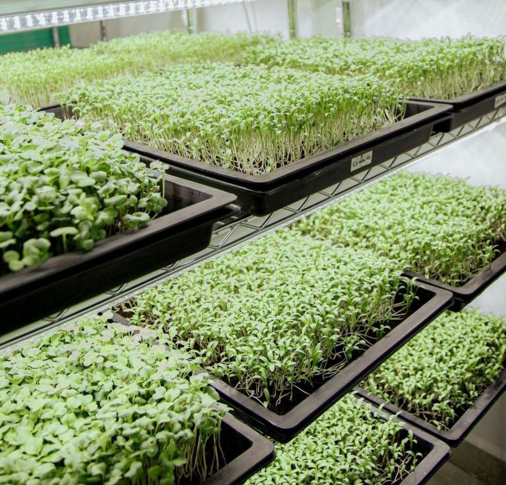 5 Teknik Prosedur Penanganan Pasca Panen Microgreens