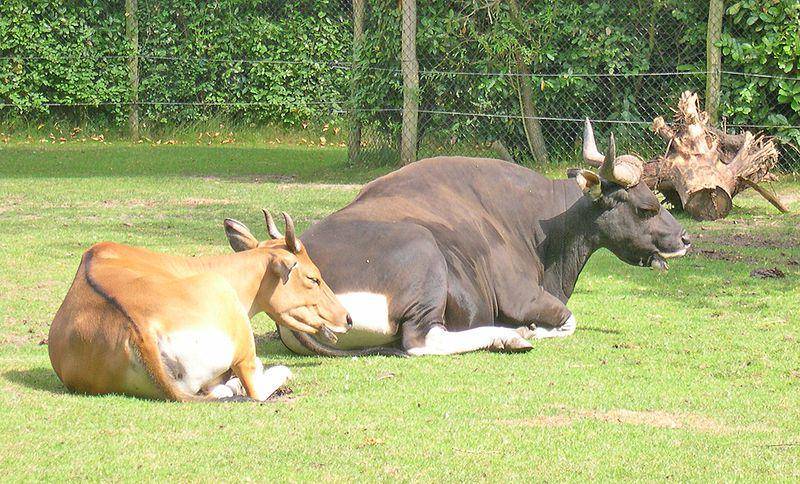 sepasang banteng yang dipelihara di penangkaran (commons.wikimedia.org/Magalhães)