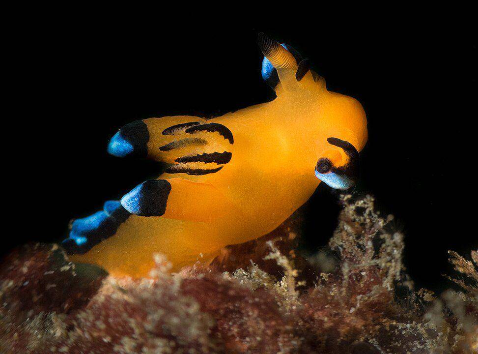 ilustrasi siput pikachu (Wikimedia.org/Olakhalaf)