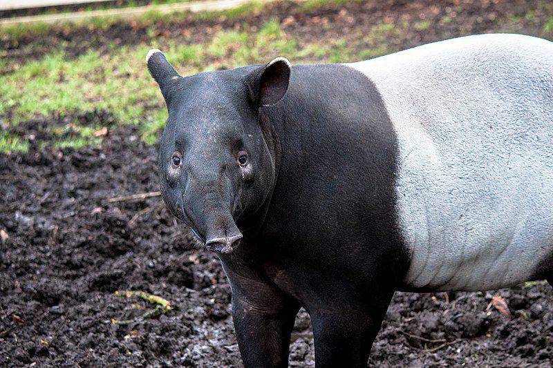 tapir asia yang punya penampilan unik (commons.wikimedia.org/Andy Hay)
