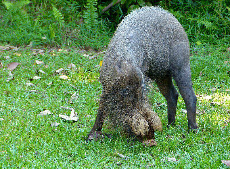 potret babi berjanggut dengan tubuh ramping dan janggut tebal di kepalanya (commons.wikimedia.org/Bernard DUPONT)