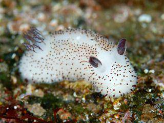ilustrasi kelinci laut (Wikimedia.org/Izuzuki Diver)
