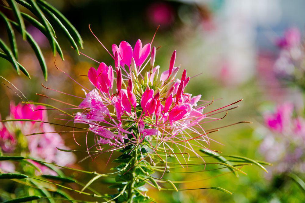Mengenal Bunga Laba-laba: Spesies Cleome yang Unik dari Afrika