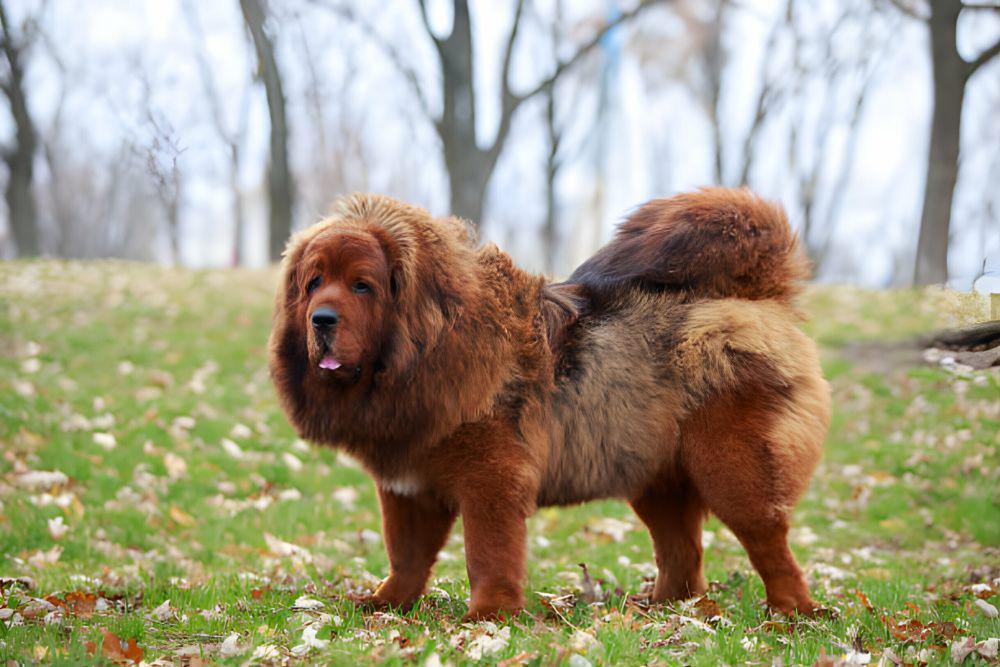 5 Fakta Menarik Anjing Tibetan Mastiff, Dijadikan Hadiah Berharga!