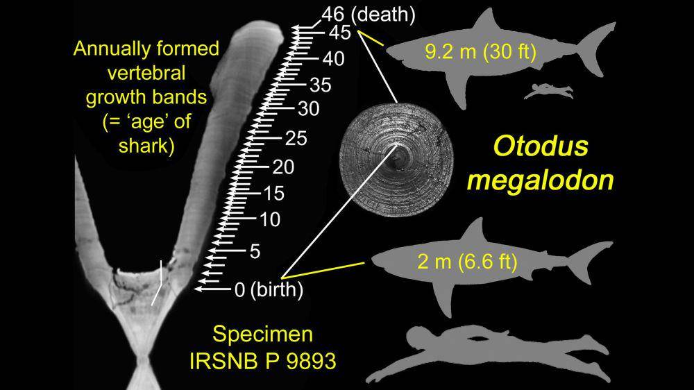reproduksi megalodon (edition.cnn.com)