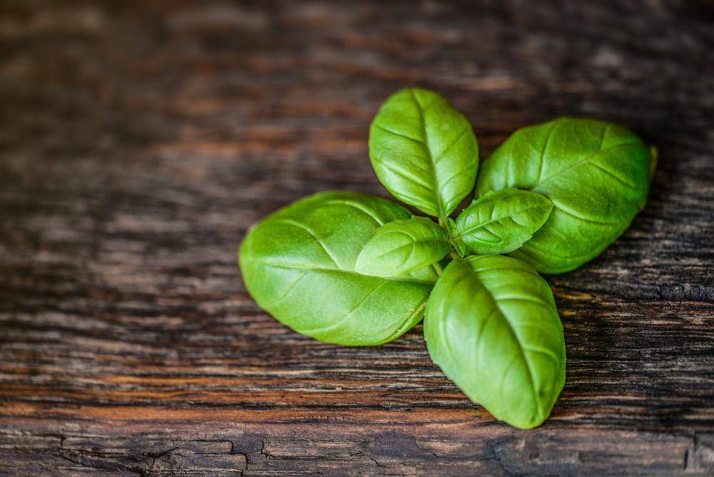 ilustrasi daun kemangi (pixabay.com/monicore)