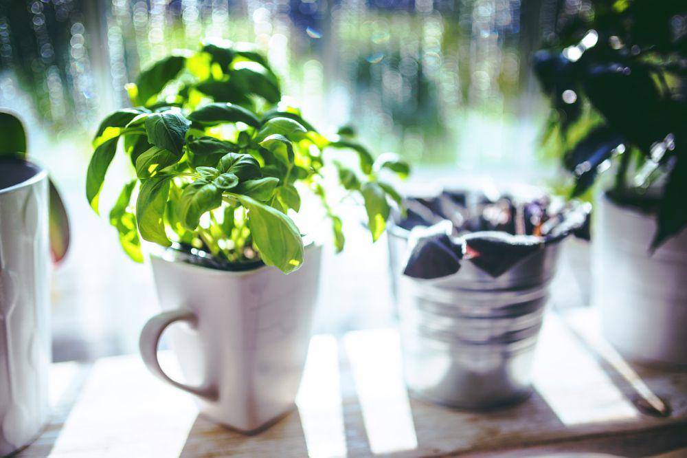 ilustrasi daun kemangi (pixabay.com/kaboompics)