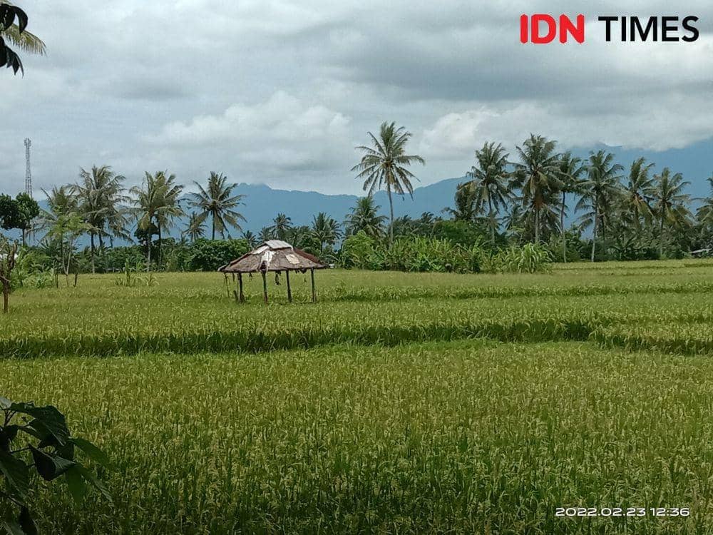 Tanaman padi di Lombok Barat. (IDN Times/Muhammad Nasir)