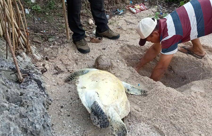 Penyu ditemukan mati di Pantai Gunungkidul.(Dok.Istimewa)