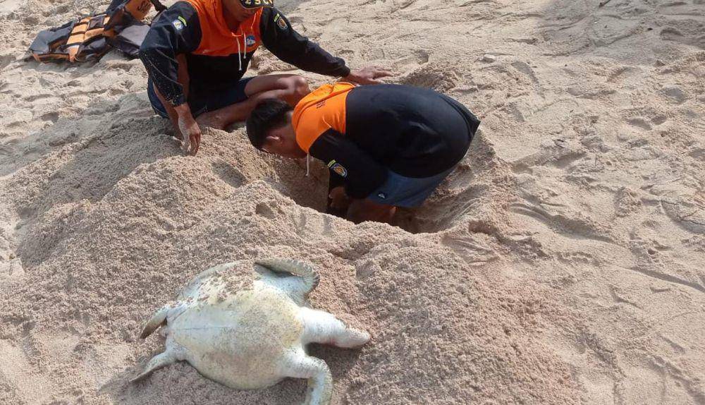 Penyu ditemukan mati di Pantai Gunungkidul.(Dok.Istimewa)