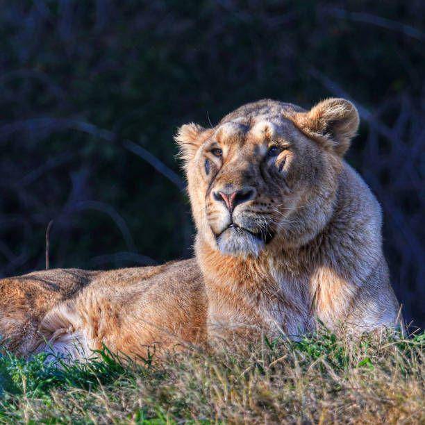 liger (istockphoto.com/wirestock)