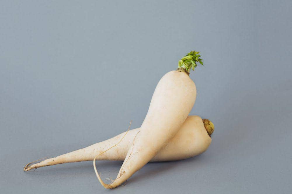 Dua buah daikon segar berwarna putih dengan sedikit daun hijau di ujungnya diletakkan di atas permukaan abu-abu polos.