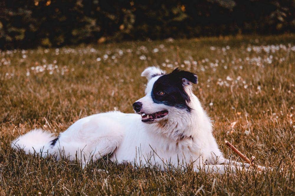 ilustrasi anjing (pexels.com/Man Dy)