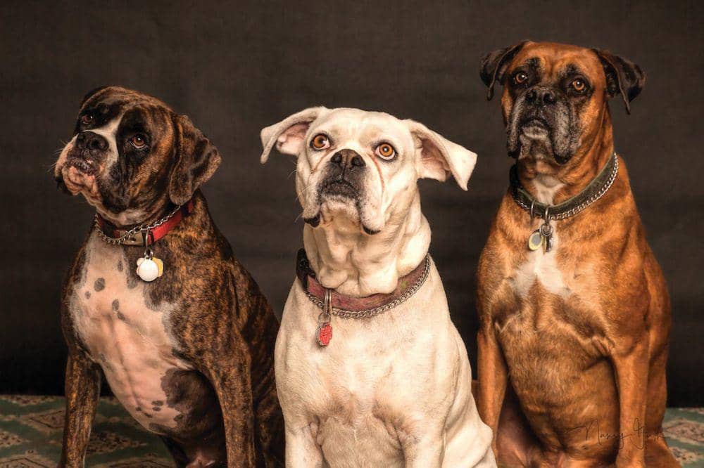 ilustrasi anjing (pexels.com/Nancy Guth)
