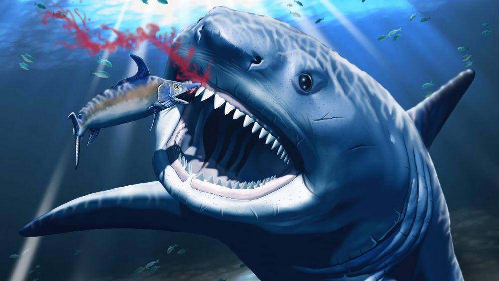 penyakit pada megalodon (livescience.com)